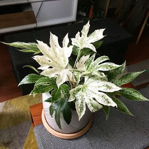 Fatsia japonica 'Spider's Web'