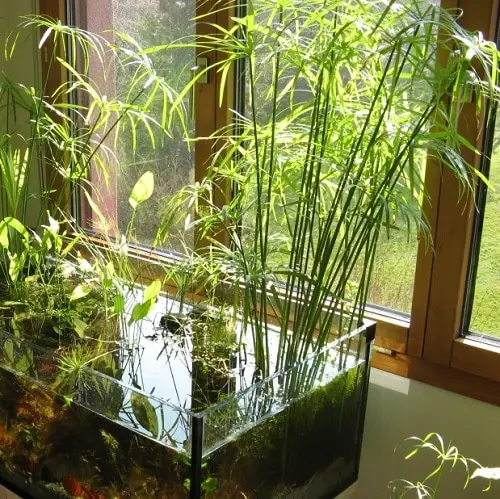 Small Water Plants for Mini Container