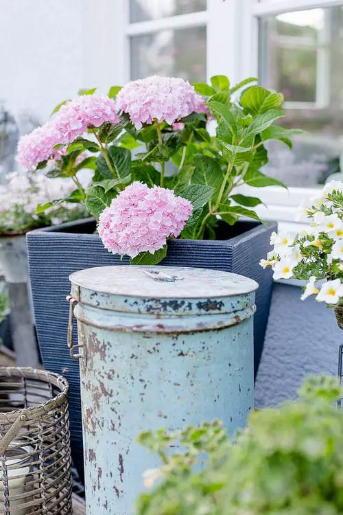 Gardening with Hydrangeas