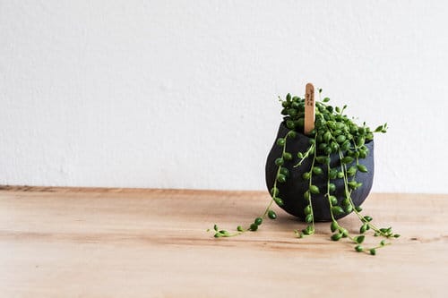 The Most Fascinating ‘It’ Plants of 2021 6