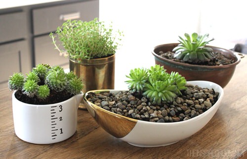 Succulent Garden in the Kitchen