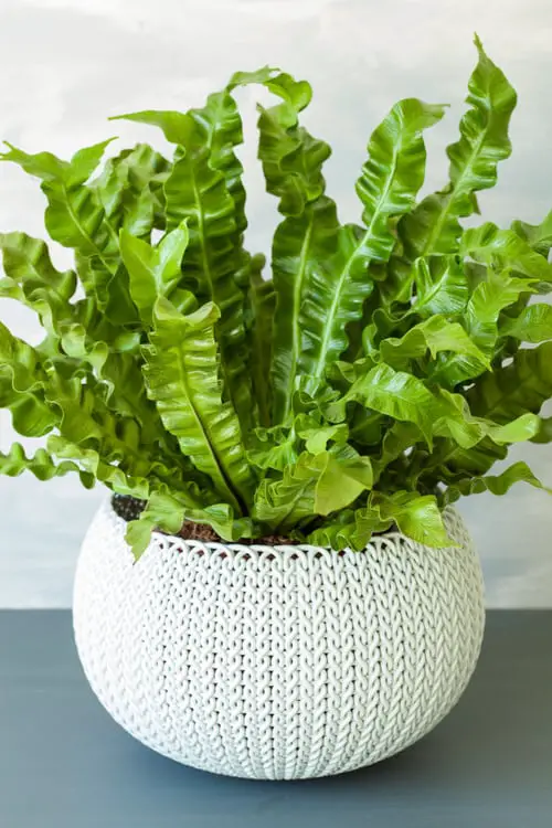 Most Exotic Ferns 8