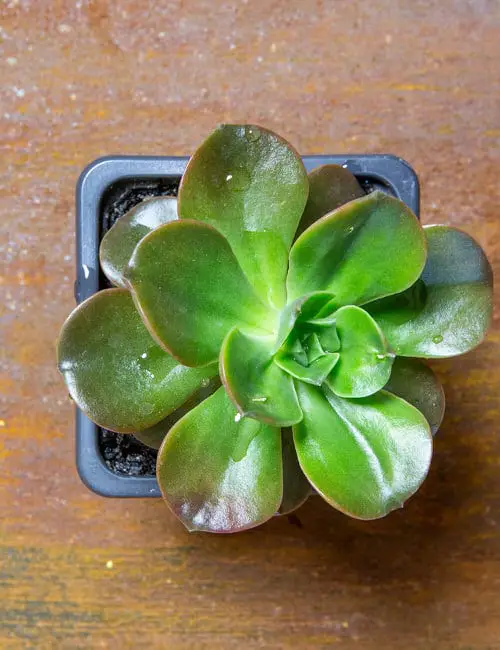 Succulents that Change Color 15