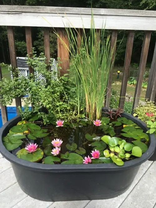 Miniature Water Lily Varieties 8