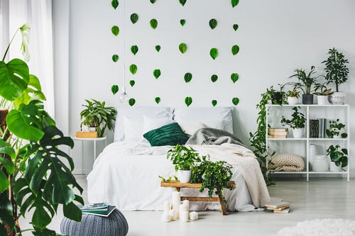 Indoor Plant Bedroom Pictures 