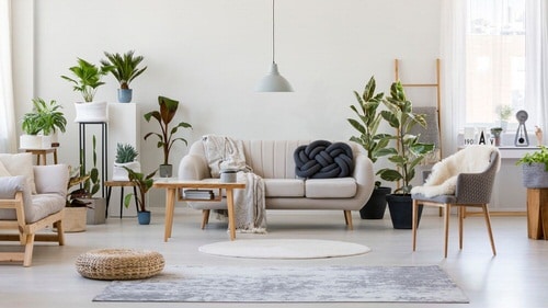 Indoor Plant Ideas for Large Rooms
