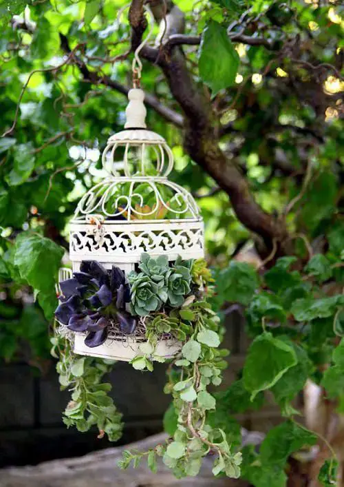 Succulent Garden Ideas 