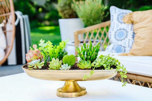 Succulent Planter