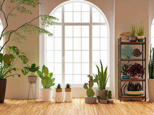 Purifying Plants