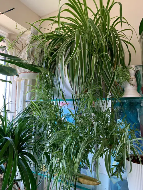 Indoor Spider Plant Jungle