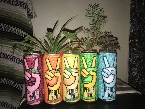 Old Tea Tins Turned Into Planter