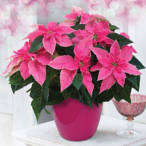 Beautiful  Houseplants 