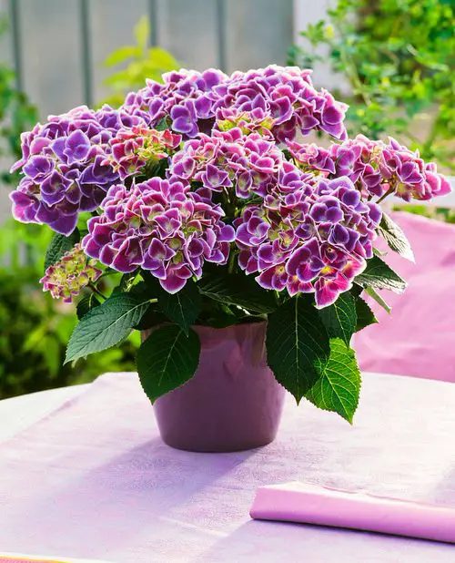 Gardening with Hydrangeas