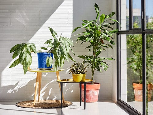 Corner Window Plants