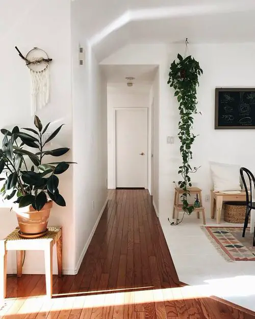Trailing and Potted Plant