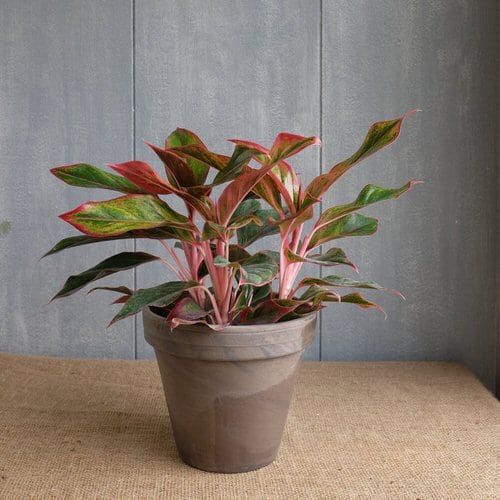 Beautiful  Houseplants 