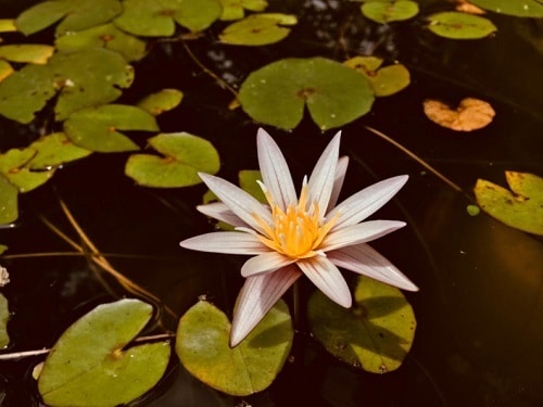 Miniature Water Lily Varieties 9