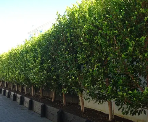 Plants You Can Grow Instead of a Fence for Privacy and Lush Green Look 8
