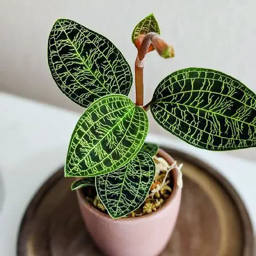 The Most Fascinating ‘It’ Plants of 2021 7