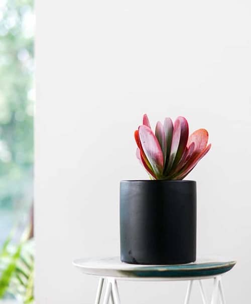 Beautiful  Houseplants 
