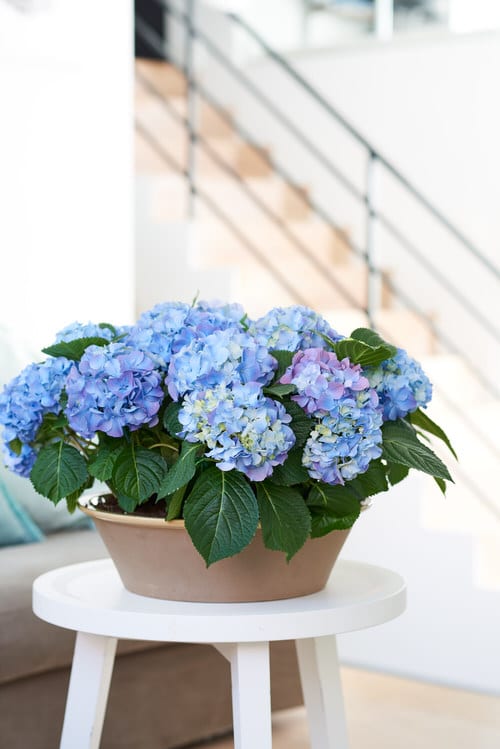 Gardening with Hydrangeas