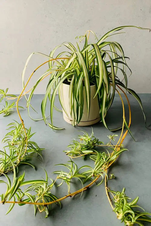 Spider Plant Ideas