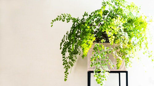 Most Exotic Ferns 10