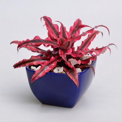 Beautiful  Houseplants 