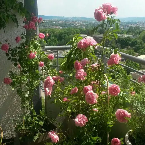 Balcony Rose Garden Pictures