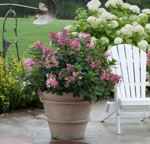 Pictures of Container Gardening with Hydrangeas
