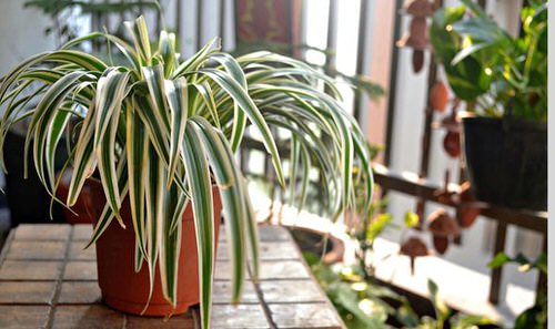 Spider Plant Ideas