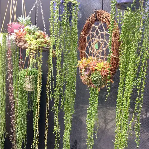 Hanging Succulents