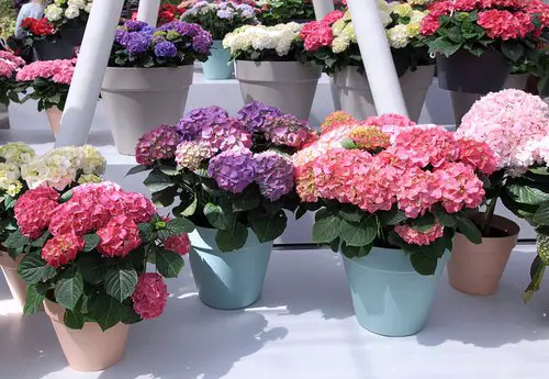 Pictures of Container Gardening with Hydrangeas