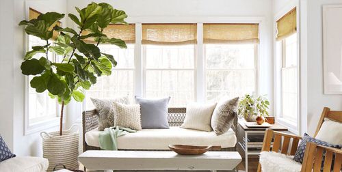 Indoor Plant Ideas