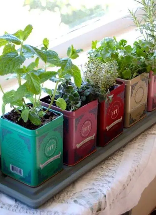Plants in Different Colored Tea Tins