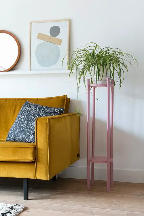 Spider Plant Ideas