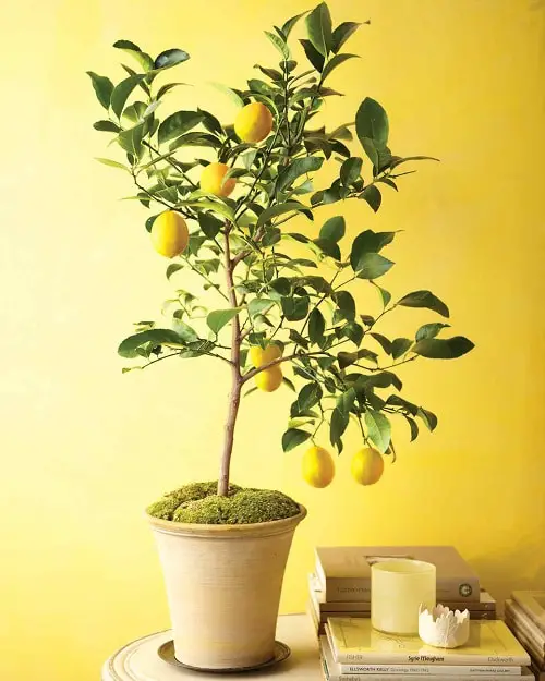Kitchen Scraps that can Become Future Houseplants