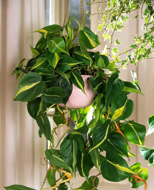 Marvelous Philodendrons 3