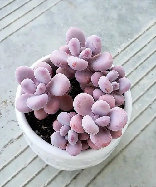 Cute & Romantic Indoor Plants
