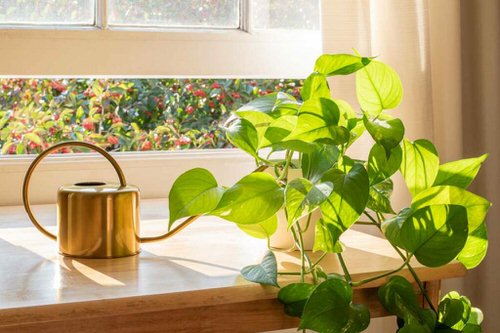 Plants that are Literally Oxygen Bombs
