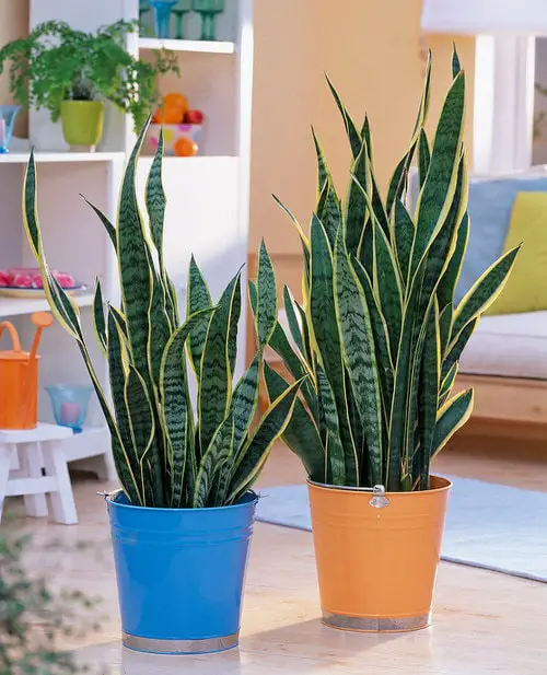 best Cold Tolerant Indoor Plants 17