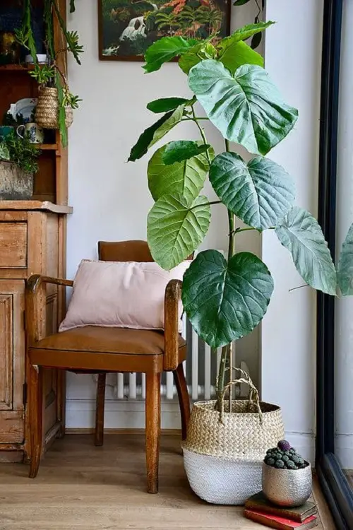 Tall Tree Like Houseplants You Should Grow