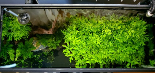 Cute Small Water Plants
