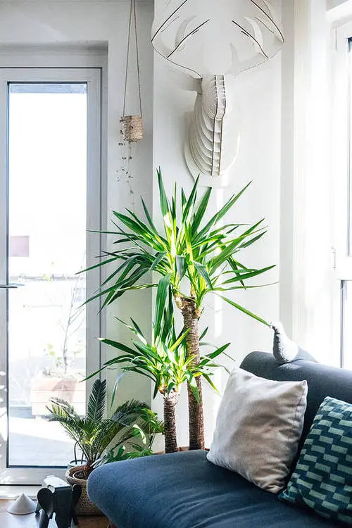 Yucca in a Corner