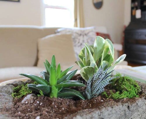 Indoor Succulent Garden