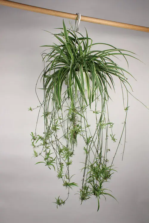 Spider Plant Ideas