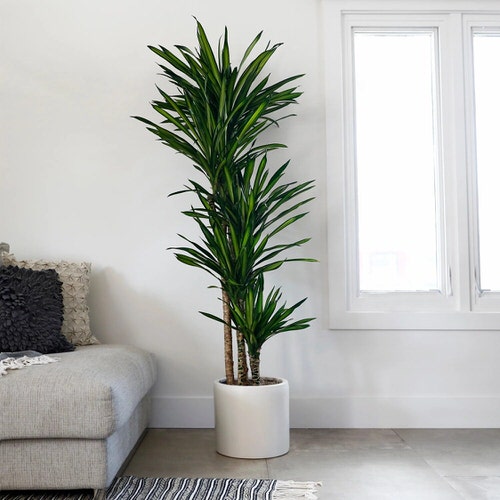Best Dracaena Varieties for Indoors 21