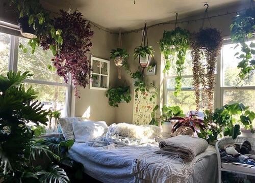 Bedroom with a Little Plant Jungle