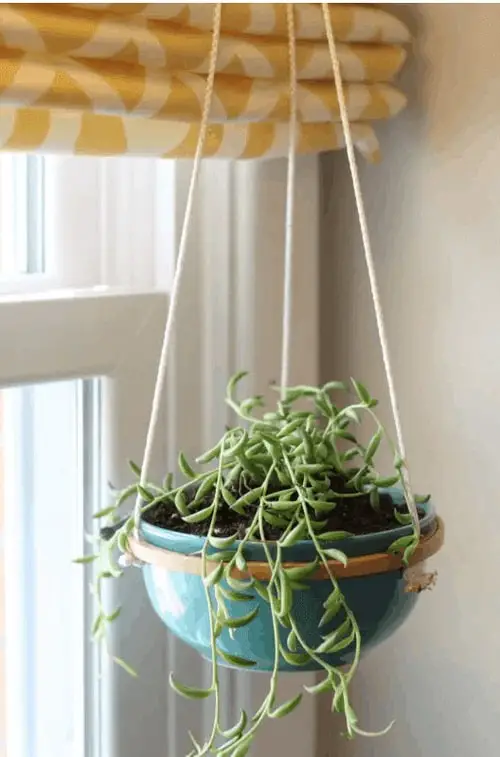 Plant Display Ideas