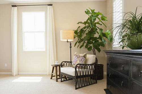 Tall Plant Behind a Vintage Chair in a Corner